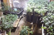 Police makes dagga find when responding to a domestic violence complaint