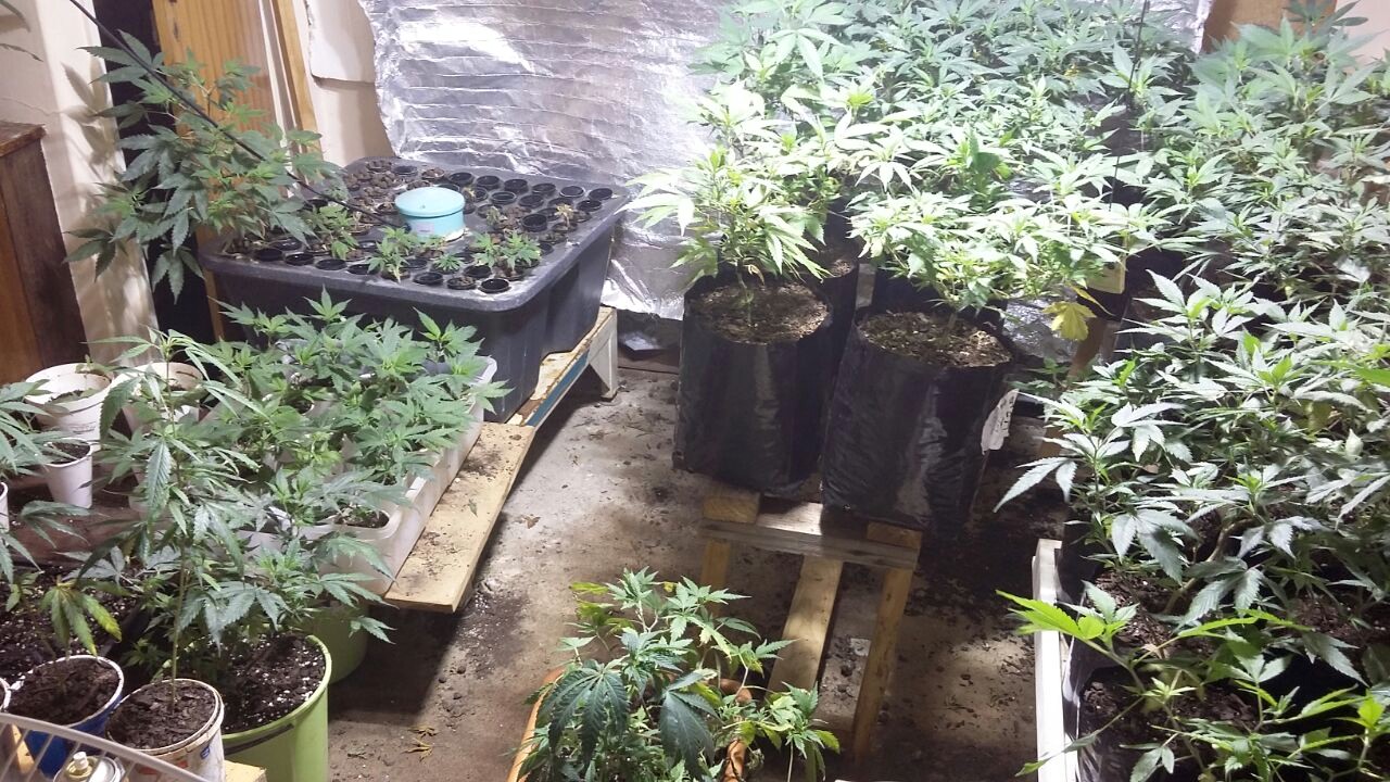 Police makes dagga find when responding to a domestic violence complaint