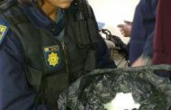 Milnerton man arrested in possession of cocaine and tik