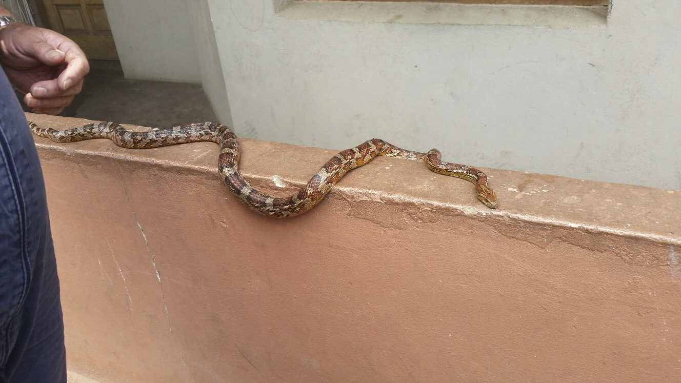 Paramedics attend to pet snake injured in house fire