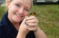 Paramedics called to assist as ducklings cross the N12 Freeway in Boksburg