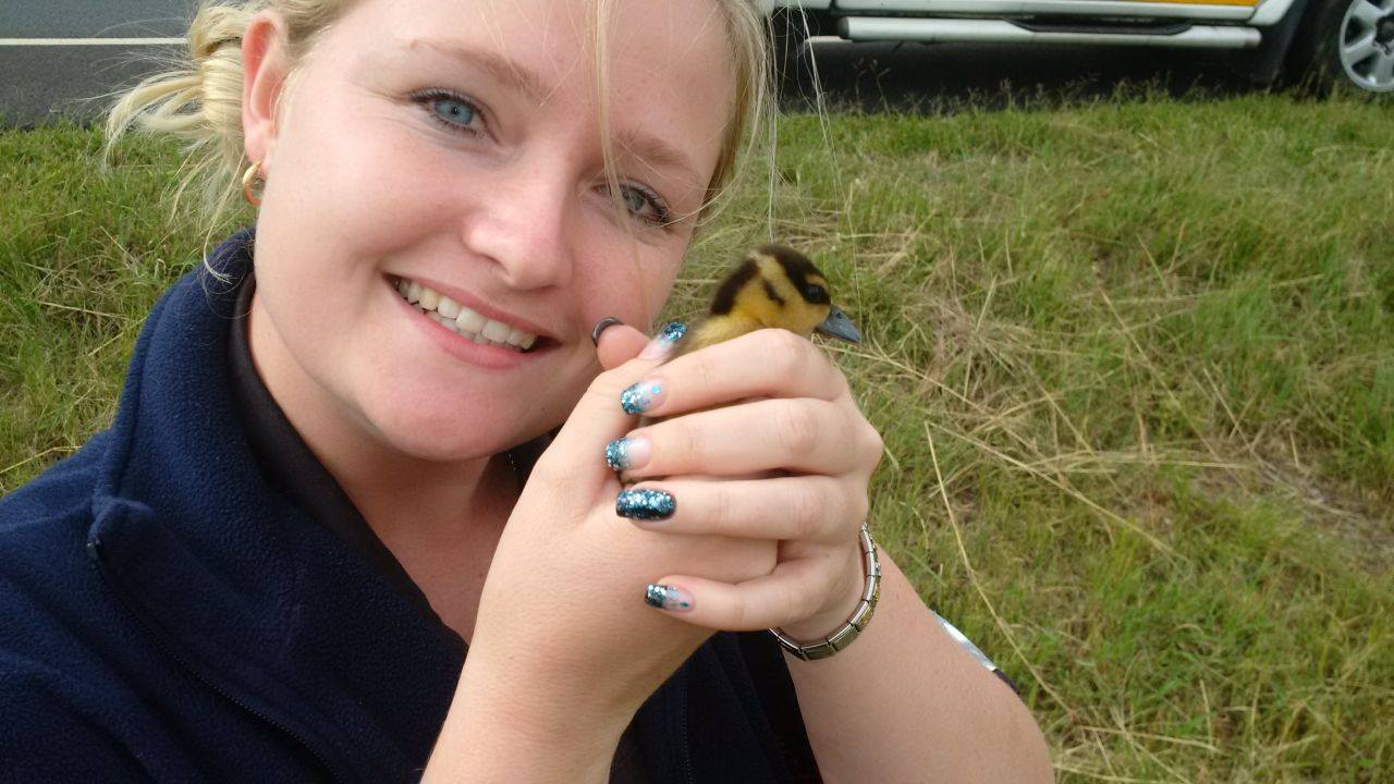 Paramedics called to assist as ducklings cross the N12 Freeway in Boksburg