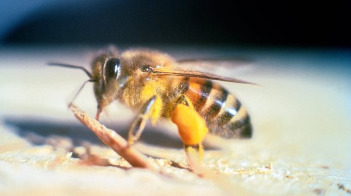 Man hospitalised after multiple bee stings, Cowies Hill