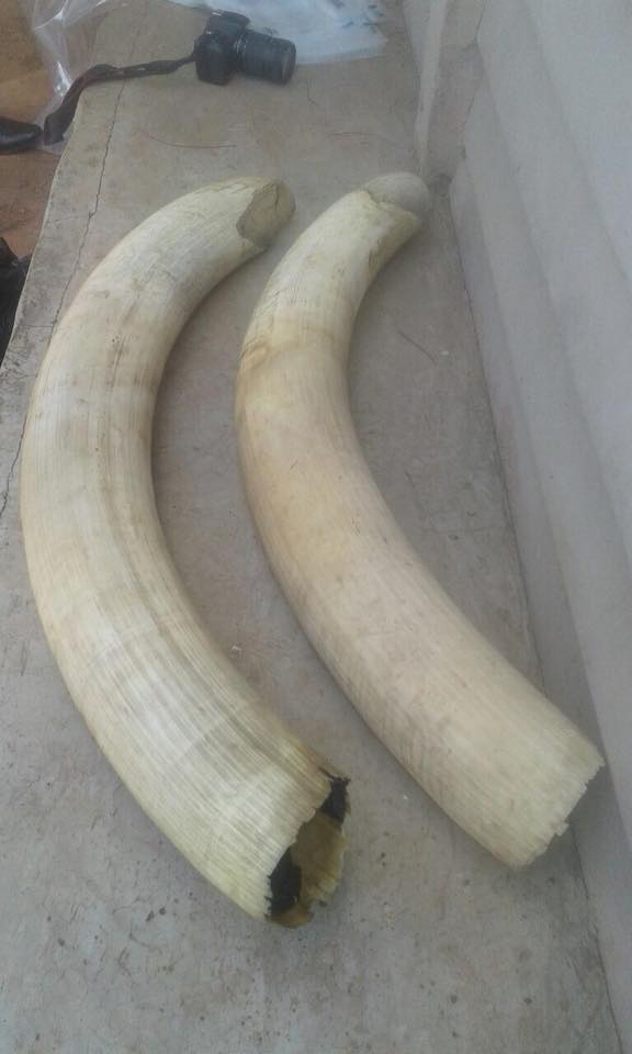 Five suspects arrested in vehicle search for unlawful possession of elephant tusks