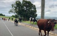 Always drive with an awareness of unattended livestock near and on the roads!