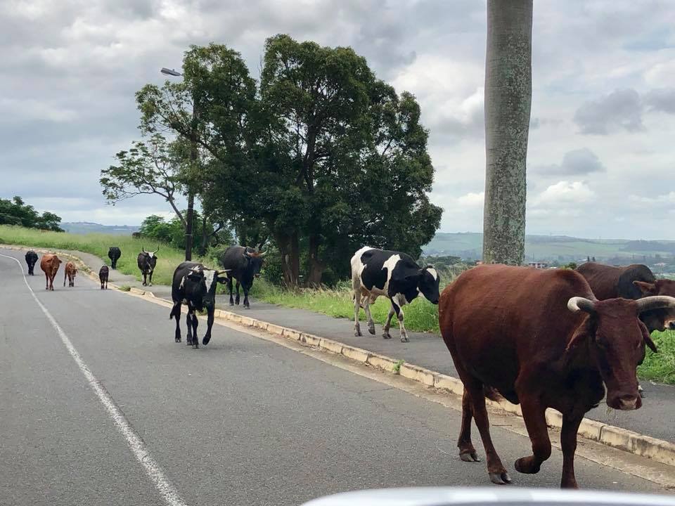 Always drive with an awareness of unattended livestock near and on the roads!