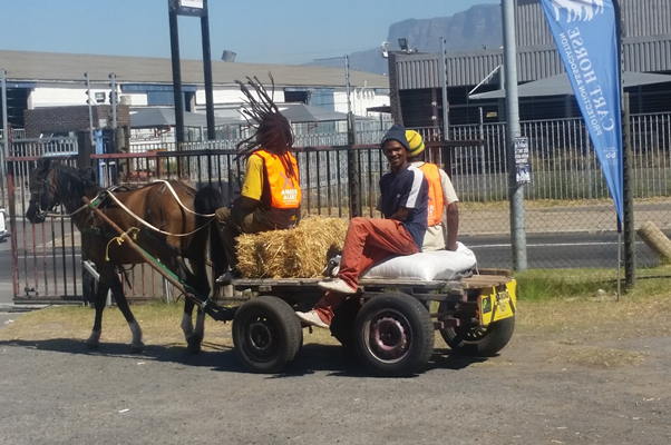 Campaign makes significant contribution to awareness about horses on the roads