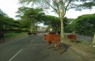 Vehicles Collide While Avoiding Cows crossing road at Phoenix