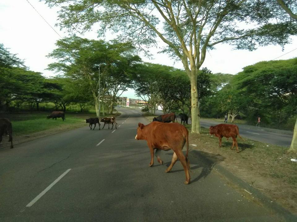 Vehicles Collide While Avoiding Cows crossing road at Phoenix