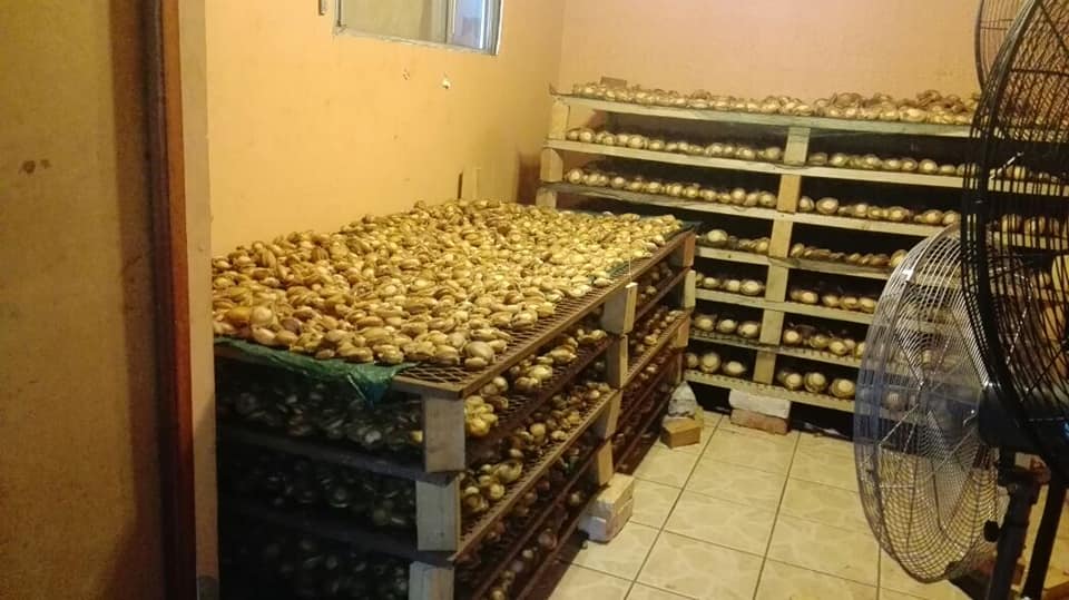 Abalone worth R3.5 million seized in Ottery.