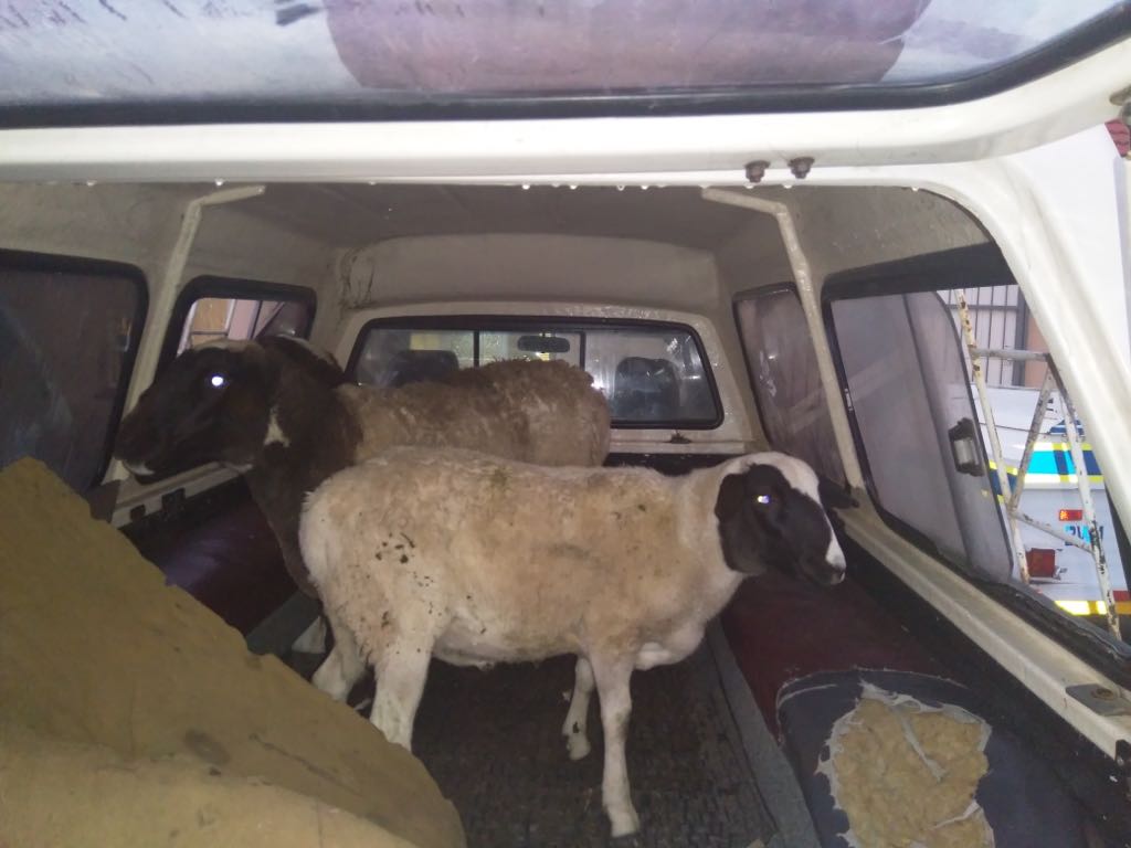 Five suspects arrested for Stock Theft in Wellington