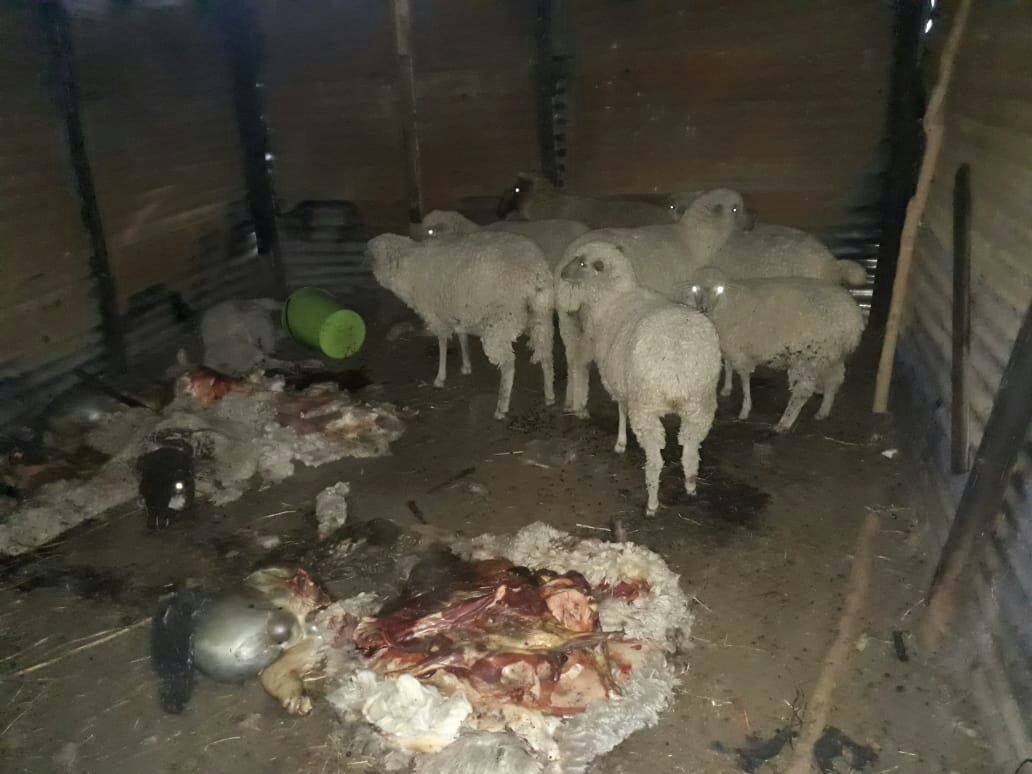 Two arrested for stock theft