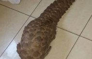 Rare African Pangolin rescued at Taxi rank from alleged poachers