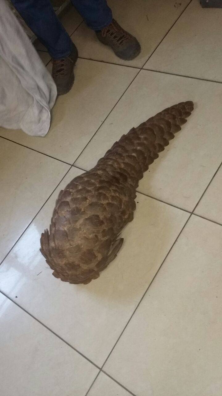 Rare African Pangolin rescued at Taxi rank from alleged poachers