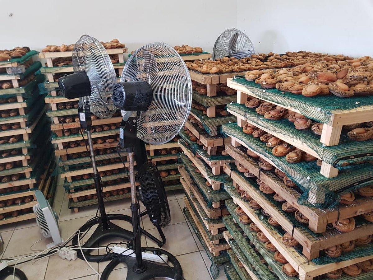 Two suspects arrested in Parow at an abalone drying plant with abalone to the value of R3.5million