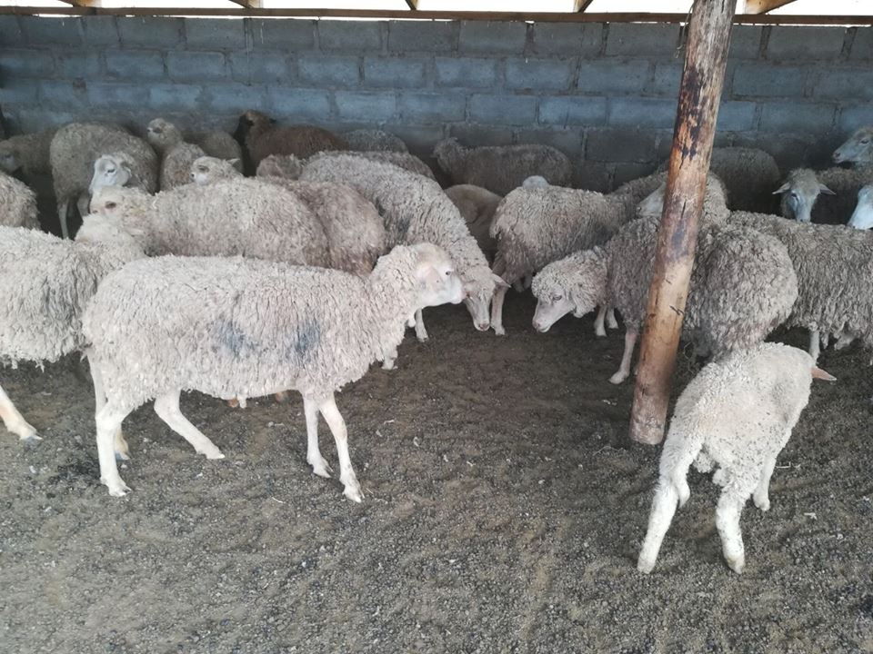 SAPS committed in fighting stock theft