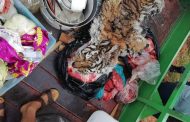 Eight suspects arrested for illegal possession of lion bones, meat and tiger’s skin