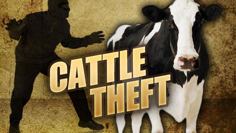 Lawyer and accomplices arrested for possession of suspected stolen cattle