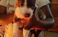 Search for reportedly stolen pit bull puppy in Everest Heights