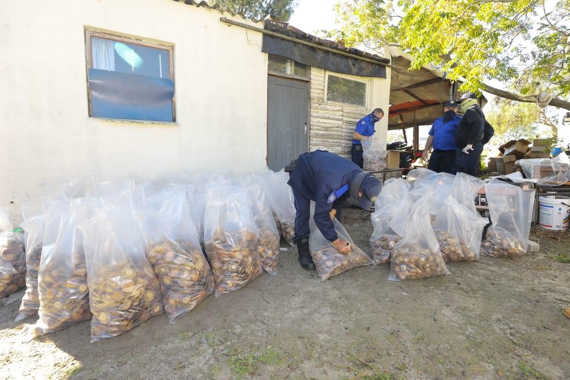 Abalone valued at R3, 5 million confiscated in Atlantis