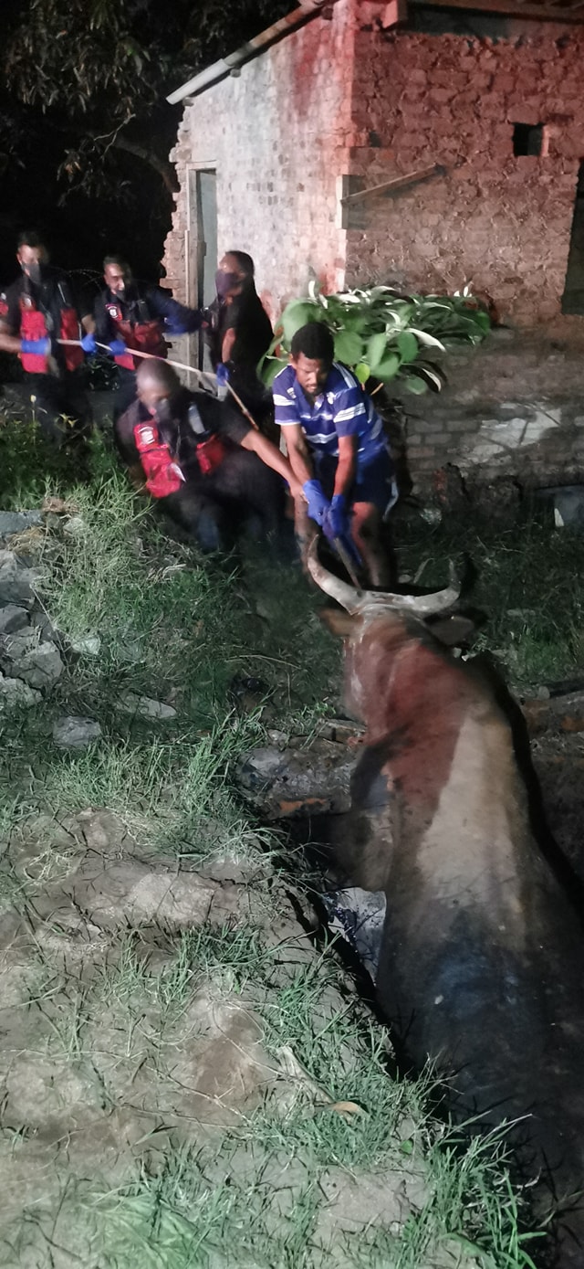 Bull rescued from a sewer pit in Oakford, KZN