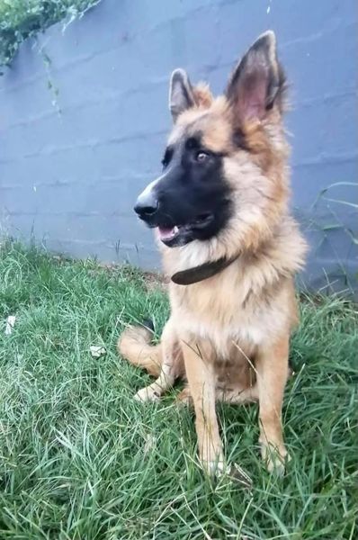 Search for stolen German Shepherds in Verulam