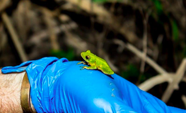 Renishaw Hills celebrates World Frog Day with successful wetlands restoration