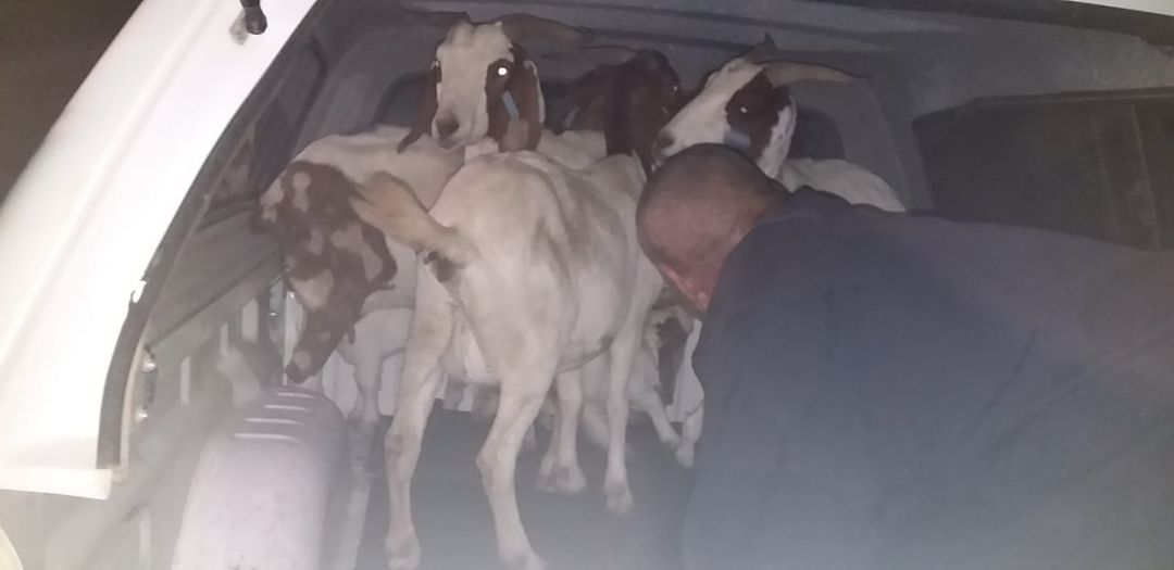 Man arrested for stock theft in Soebatsfontein