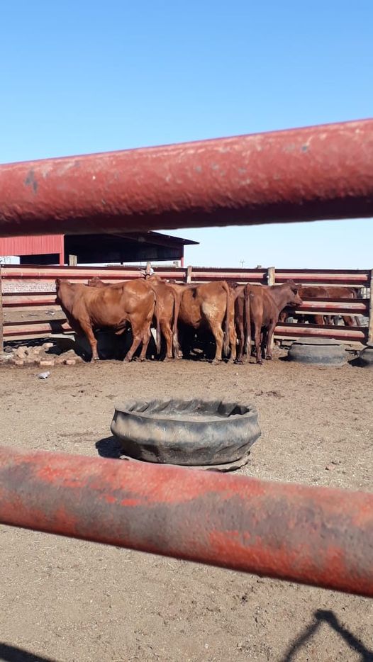 Free State police recovers 17 cattle valued at R 100 000, 00