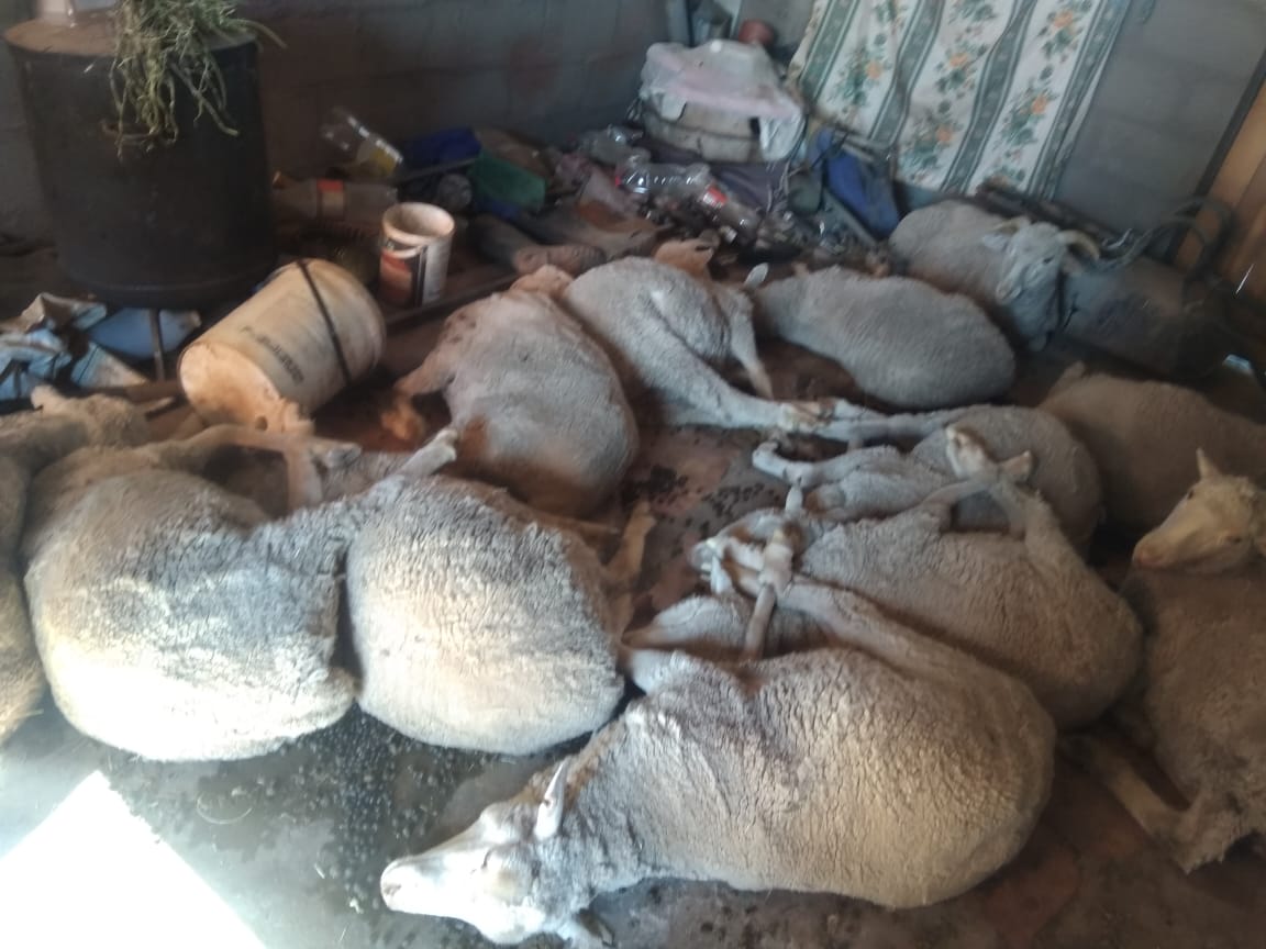 Suspects nabbed for possession of suspected stolen sheep