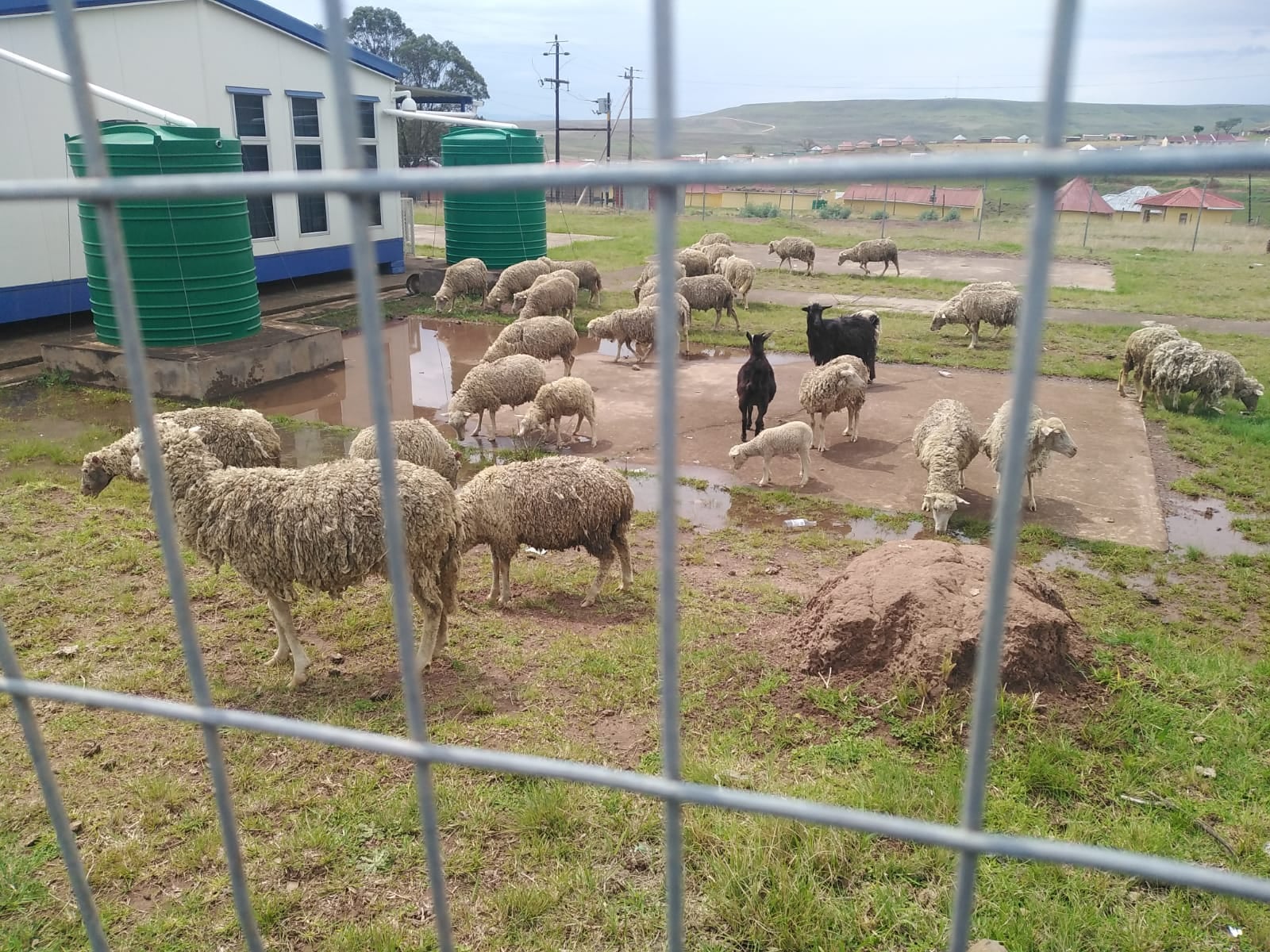 Sheep recovered in a room in Sulenkama