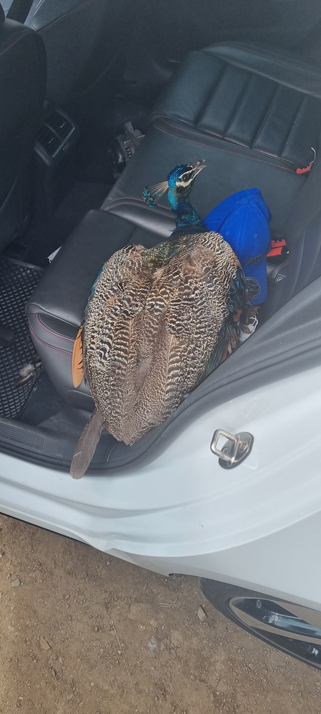 Peacock stolen by drug addicts is recovered