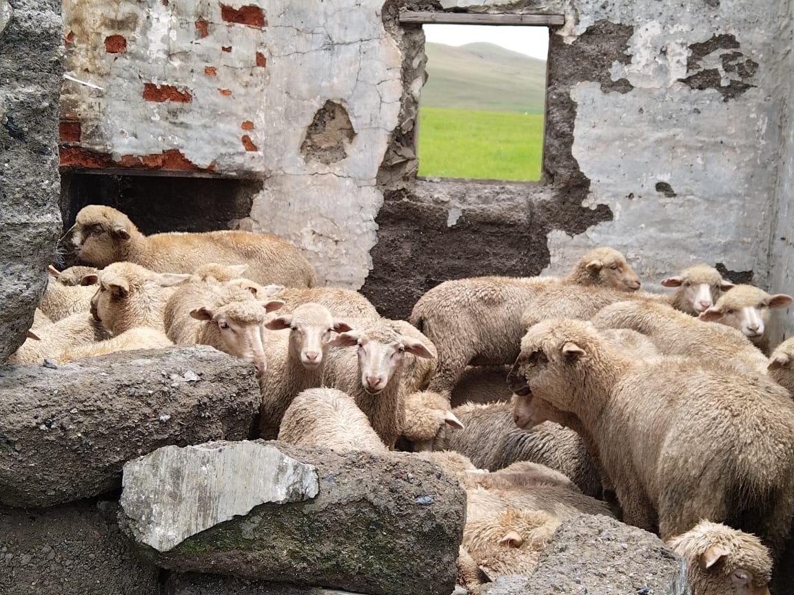 Stolen sheep recovered in Kokstad