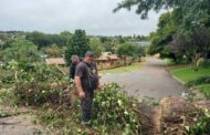 Road cleared after tree fell over in Silver Tree Drive, Roodekrans.