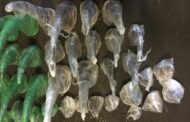 Rhino horn consignment en route to China found at OR Tambo airport