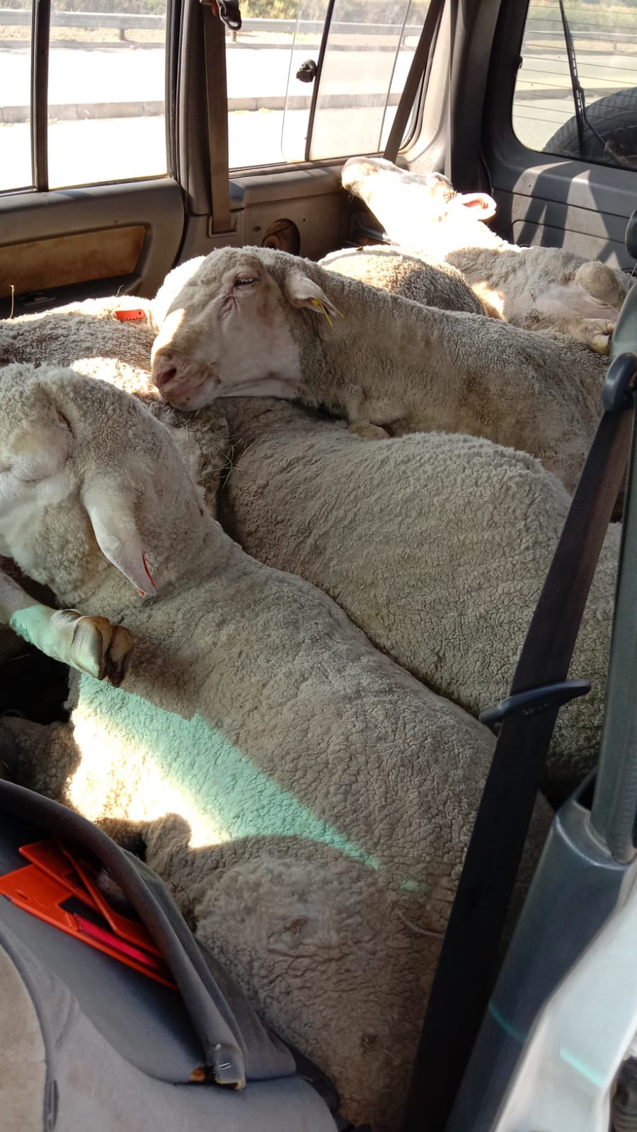 Suspects arrested for stock theft at Ventersburg