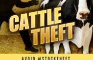 85 Brangus cattle stolen, Virginia Rural Safety coordinators followed tracks until 82 cattle were found