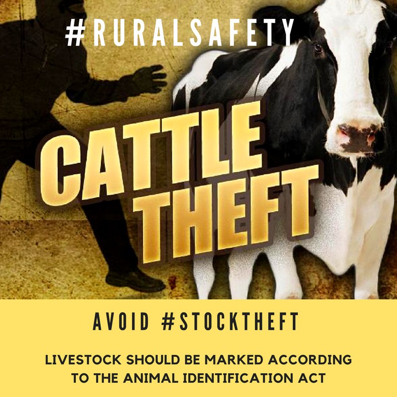 85 Brangus cattle stolen, Virginia Rural Safety coordinators followed tracks until 82 cattle were found