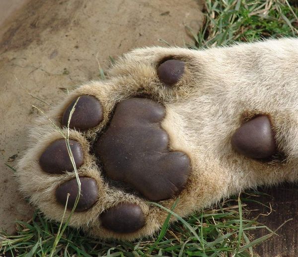 Female lion cubs dealers to apply for bail next week