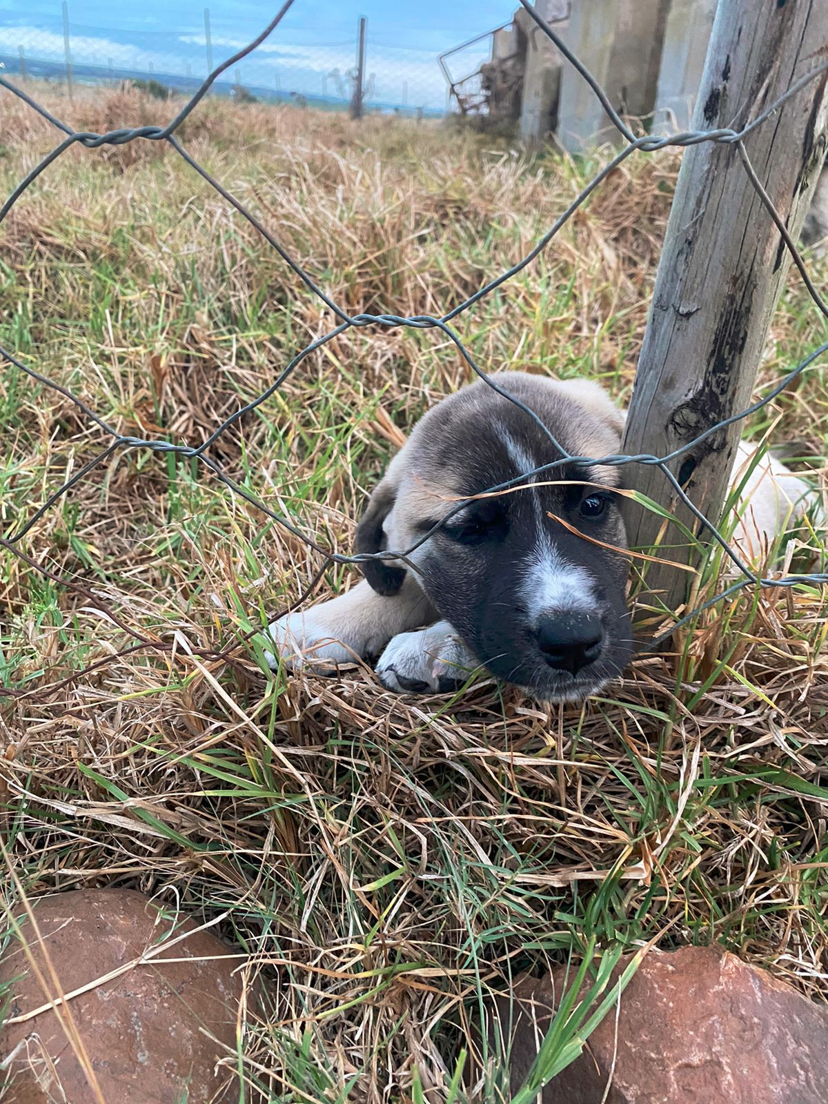 Police seek assistance in tracing stolen sheep and pups