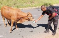 Cow Killed In Hit & Run Accident: Dawncrest - KZN