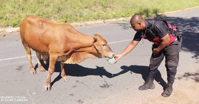 Cow Killed In Hit & Run Accident: Dawncrest - KZN