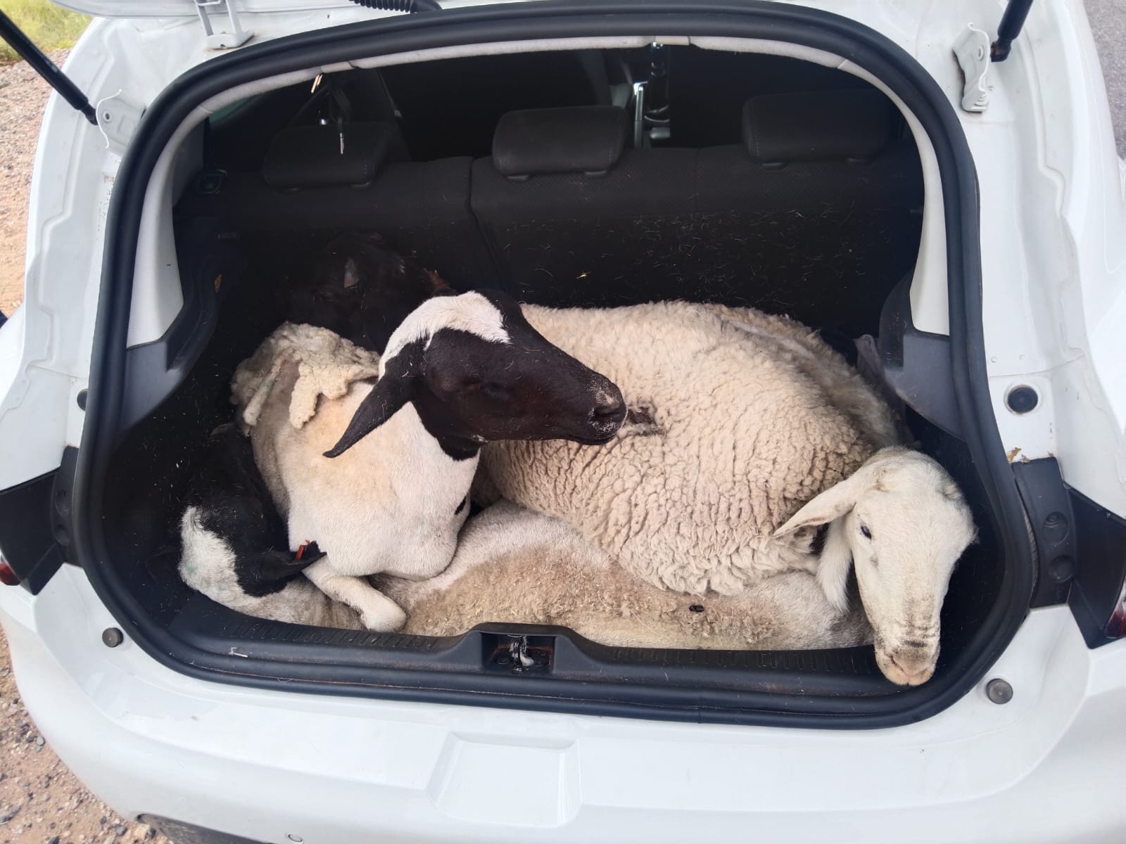 ZFM members arrest four men for stock theft and possession of stolen goods