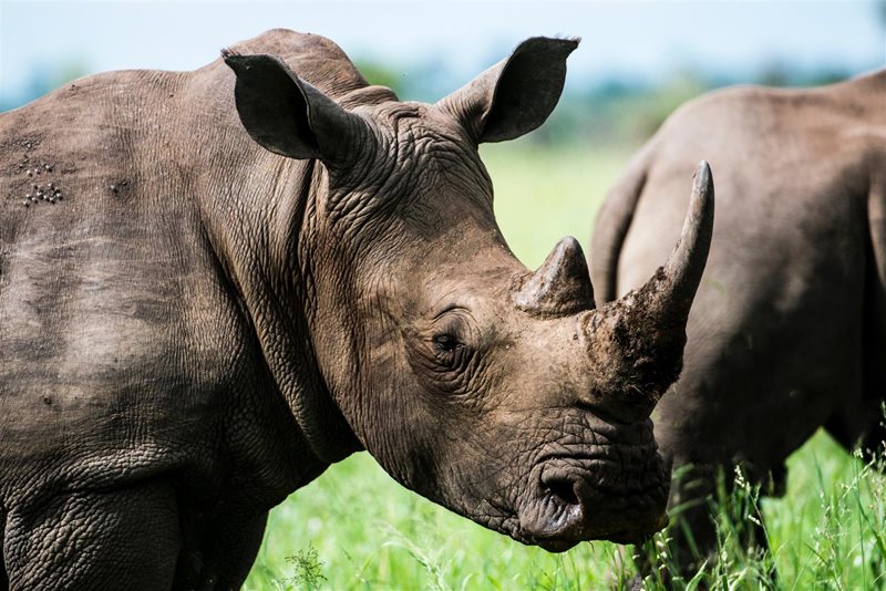 Hefty sentence handed down to three rhino poachers