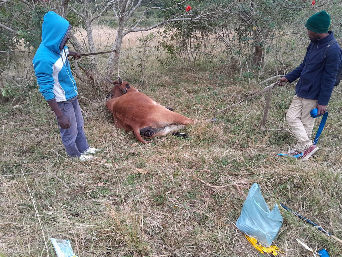 Man robbed by good samaritans while delivering a calf in Canelands