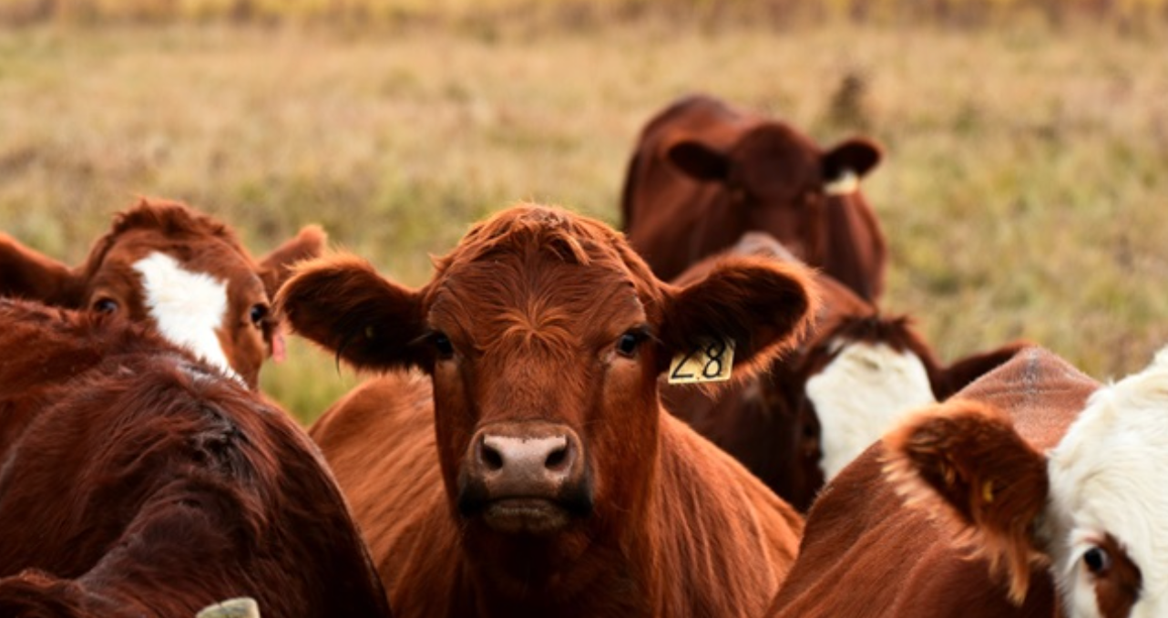 Multiple people were arrested for stock theft in the OR Tambo District