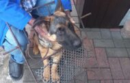 Trapped dog freed in Parkgate