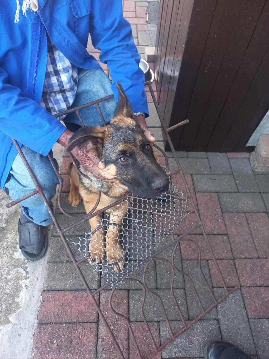 Trapped dog freed in Parkgate