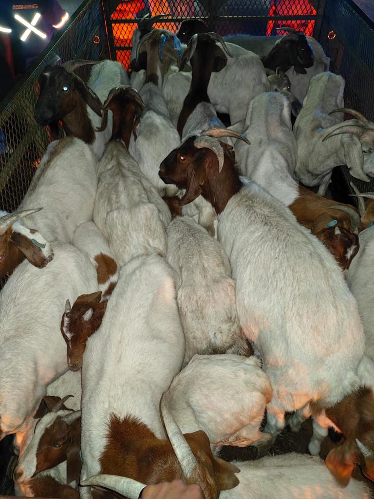 Mothibistad SAPS arrest suspects for possession of suspected stolen livestock