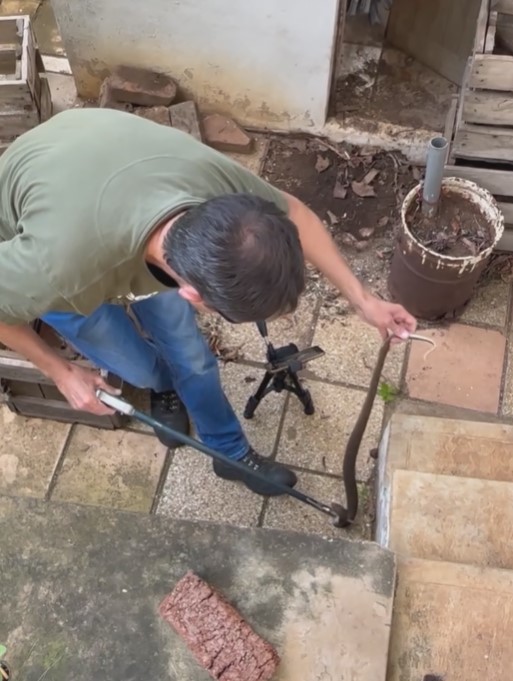 Female Mozambican Spitting Cobra Captured: Everest Heights - KZN